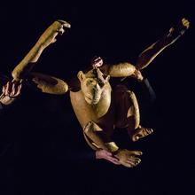 Chimpanzé - Nick Lehane (États-Unis)