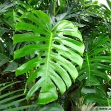 Les plantes étranges de Mme Z