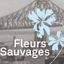 Fleurs Sauvages