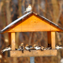 Un hiver aux oiseaux à Cap-Tourmente