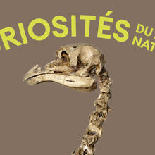 Curiosités du monde naturel