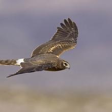 Le vent dans les ailes