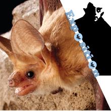 Au pays des chauves-souris