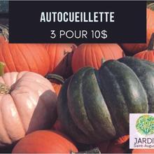Autocueillette de citrouilles