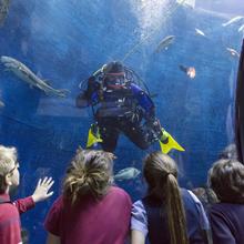Forfait Plongez l'Aquarium
