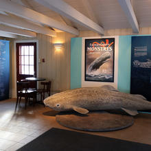 Exposition : Fantastiques Monstres Marins