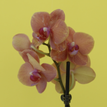 TROPICANA — JUAN ORTIZ-APUY