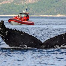 Croisière aux baleines