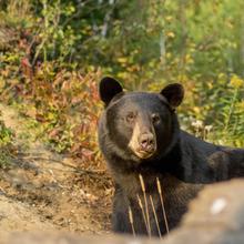 Le Domaine de l’ours noir