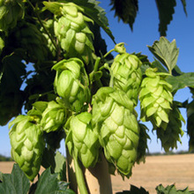 Conférence et Atelier sur le HOUBLON