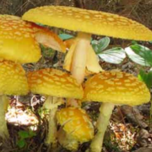 Soirée d'identification de champignons